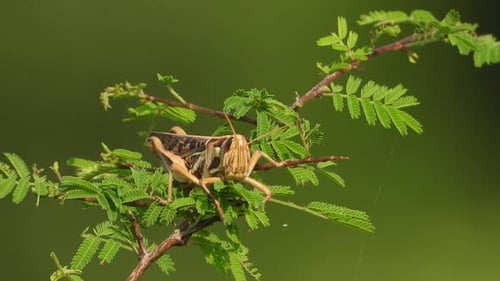 Locust Resting on a Green Branch in Daylight