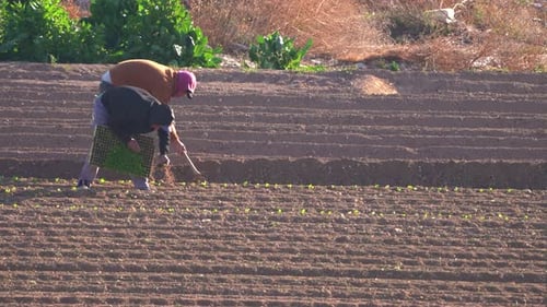 Planting lettuce vegetable in agricultural field. Farmworker or farmer produce lettuce and plant the