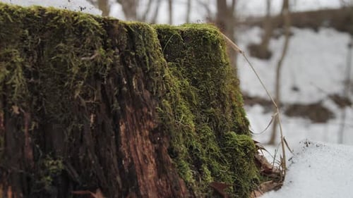 Moss Covered Tree Stump in Winter Forest