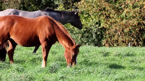 Close-up of a beautiful horse grazing in a field on green lush grass