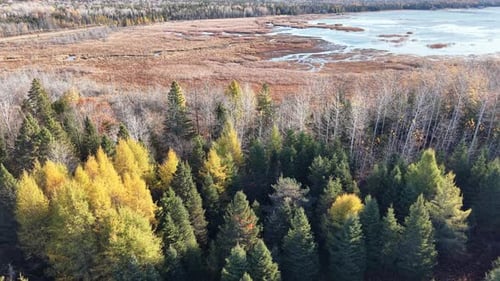 Aerial drone shot of vibrant autumn forest meeting a wide open wetland under overcast skies