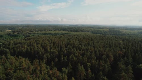 Luftaufnahme des Nadelwaldes, der sich unter bewölktem Himmel bis zum Horizont erstreckt, Konzept der Stille und