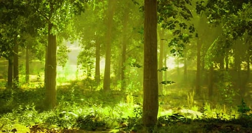 Lush Green Forest with Sunlight Filtering Through Trees and Foliage