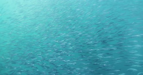 Wide shot of a bait ball in Mexico