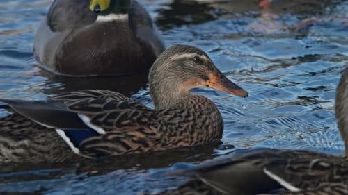 Group of ducks float together on a gentle canal. 50fps