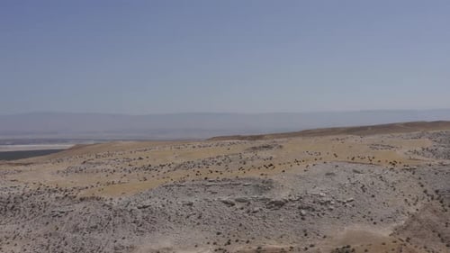 Large herd of Goats grazing on Desert landscape, Aerial view.