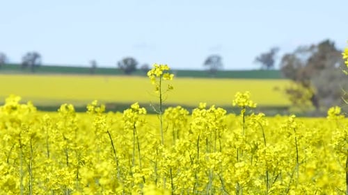 Paisaje de un campo de canola amarillo