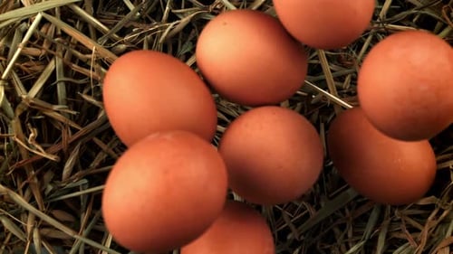 Chicken Eggs Fall Into the Hay Filmed on a Highspeed Camera at 1000 Fps