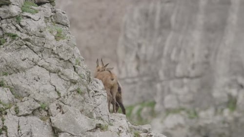 De cerca: cachorros de gamuza escalando una roca en lo alto de las montañas. (4K)