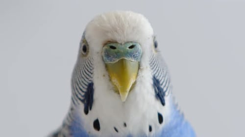 Lindos Periquitos Azules Começando Uma Criação De Periquitos RAROS