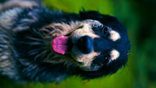 Close-up of a happy dog with its tongue out, enjoying a moment outdoors. beauty of animals. 8k