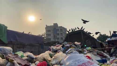 Crows Perched On Garbage Dumpster On Street Against Orange Sunrise Hazy Skies. Low Angle