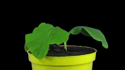 Growing and rotating pumpkin seeds in a vase with ALPHA channel