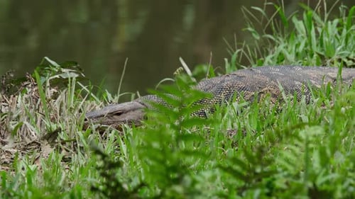 Seen near the water with its body buried in the grass to hide while a dragonfly flew around, Water M