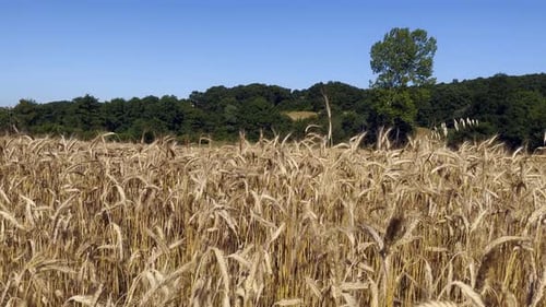 Yellow Spike Wheat Field Sway In The Wind 03