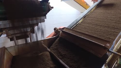 Processing Loose Leaf Tea on Conveyor Belts
