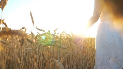 Female Hand Running Over Golden Ripe Wheat Carefree Girl in White Dress Enjoying Outdoor Leisure