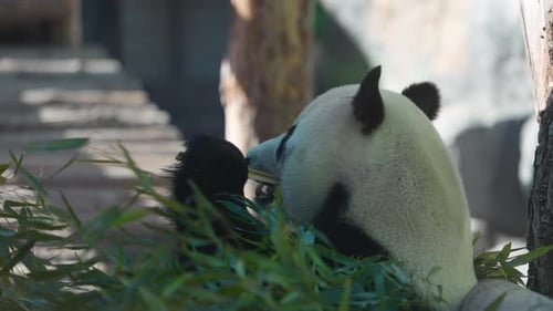 Cute Panda Eating Bamboo Stems Giant Panda Eats the Green Shoots of Bamboo Slow Motion 120 Fps Video