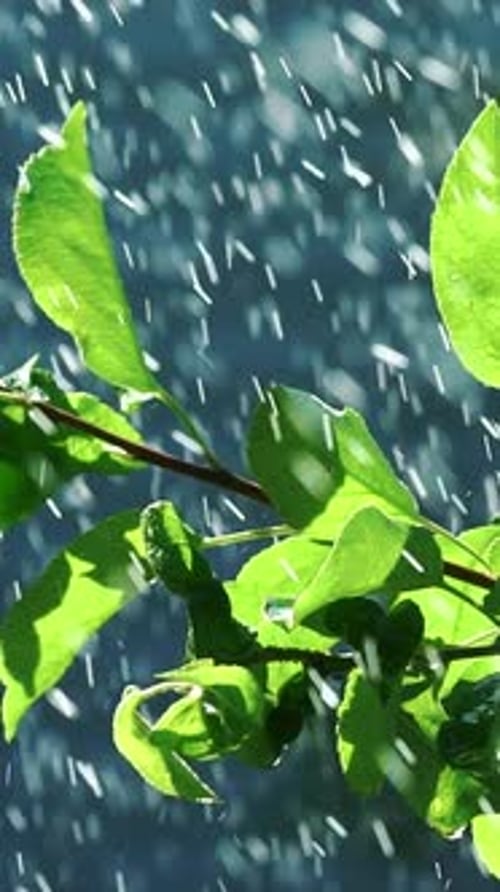 drops of water are falling on the leaves of the plant in the garden in the summer.