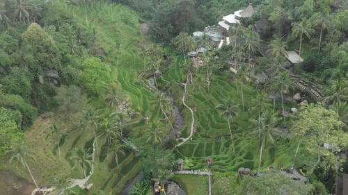 Beautiful rice terraces near Tegallalang village, Ubud, Bali, Indonesia