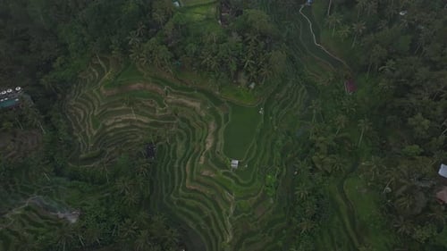 Aerial view of rice fields terrace at sunset, Tegallalang, Bali, Indonesia.