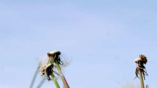 Löwenzahnsamen wehen bei starkem Wind vor klarem blauem Himmel