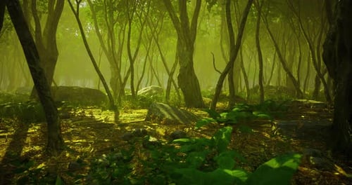 Sunlight Filters Through a Dense Forest Creating a Serene Atmosphere in Nature