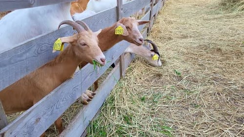 In the rural setting, the group of goat enjoys eating the nutritious green grass in the nature-fille