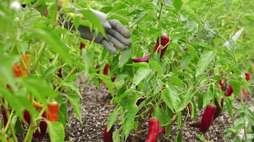 Pfefferernte: Eine Frau, eine Bäuerin, sammelt reife Chilischoten in einem Gewächshaus