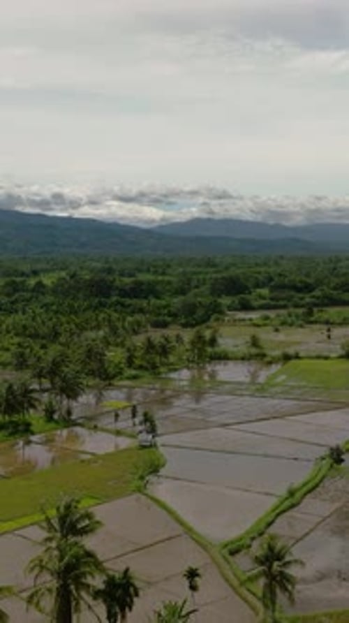 Farmland in Sumatra Indonesia