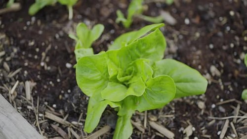 Small organic head of lettuce.