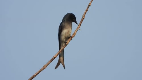 Drongo tiene una hermosa cola y un color negro.