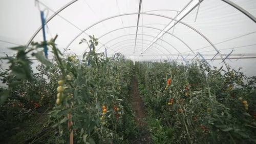 Tomato Plants Growing Inside Rural Greenhouse