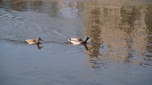 50 FPS Two Ducks Swimming Against Flow on a River