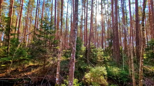 Sunlight streaming through tall trees in a lush forest during the daytime