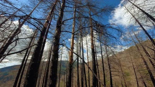 Pine Trees Burned By Fire
