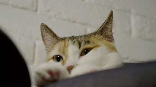 Spitze Ohren auf dem flauschigen Kopf einer Katze, die auf einem Heimstuhl ruht