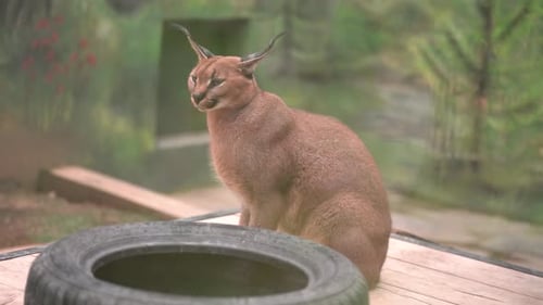 Ein Porträt eines wilden Karakals im Zoo.