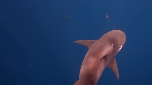 Bull shark swims across frame in empty blue ocean