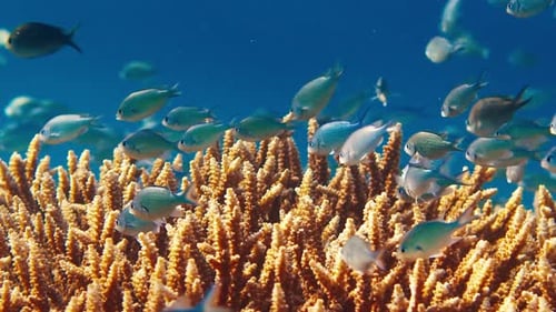 Fish Swim on the Reef in the Tropical Sea Shallow DOF