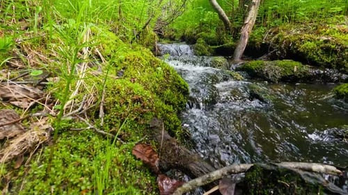 Fast moving water in a small forest creek as water rolls over rocks.