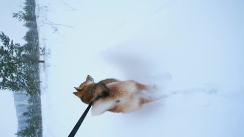 Playful Shiba Inu Rolling in the Snow