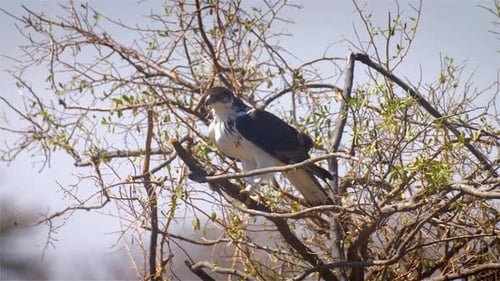 Majestic Eagle Perched High on a Tree Branch