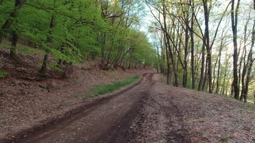 Dirt Road In The Forest Slow Motion