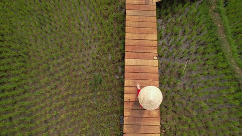 Rice Field in Luang Probang Laos
