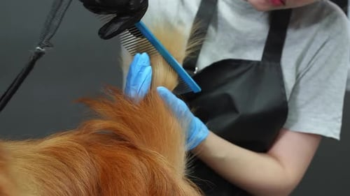 Groomer in Gloves is Combing Hair of Fluffy Ginger Spitz Dog in Grooming Salon