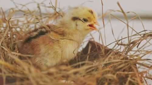 Fluffy Chick Nestled in Bed of Golden Hay