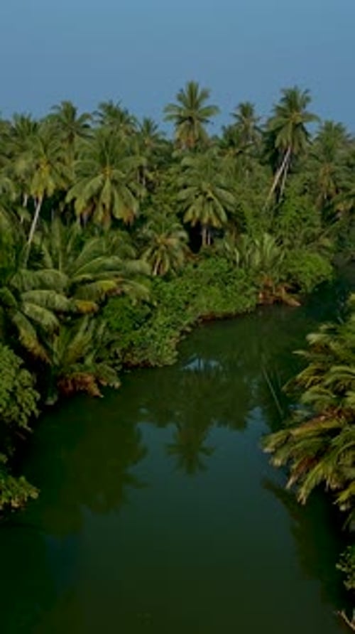 Lush Tropical Landscape with Serene River Flowing Through Vibrant Palm Trees in Thailand