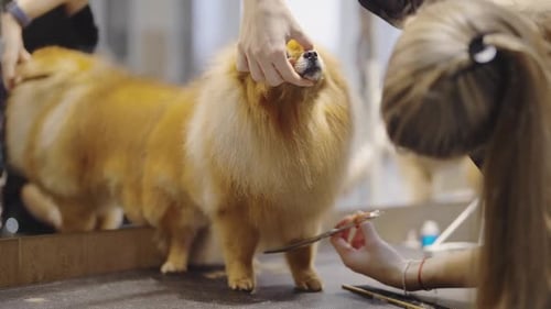 Pomeranian Gets a Haircut at the Groomers
