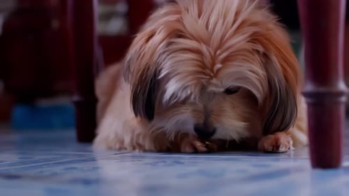 Tan Dog Licking Paw on Tile Floor Close Up